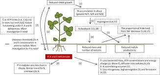 We use tons of phosphate fertilizer on our crops to produce the yields we depend on. How Do Phosphorus Potassium And Sulphur Affect Plant Growth And Biological Nitrogen Fixation In Crop And Pasture Legumes A Meta Analysis Sciencedirect