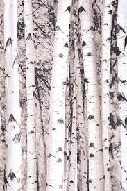 Birch Tree Shower Curtain Birch Tree Shower Curtain Tree Shower Curtains Urban Outfitters Curtains Birch Tree