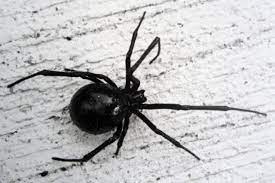 Venom is 15x more poisonous than rattlesnake venom. Door To Nature Northern Black Widow Spider Door County Pulse