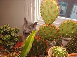 Pour roughly a shot of tequila or vodka (we. Help My Cat Has Been Stuck There For A Month Now P Cactus