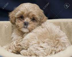 The shih tzu were treasured pets of chinese royalty for more than a thousand years. Cute Shih Tzu Puppy Stock Photo Picture And Royalty Free Image Image 2292643