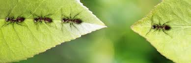 Clarksville, tn, inhabitants regularly deal with carpenter ants. Cato S Exterminating Company Home Facebook