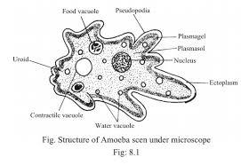 Long before he joined us, audio hijack 3 was conceived as a complete rewrite of audio hijack pro 2. Body Structure Of Amoeba And Its Functions