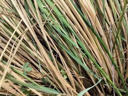 Image result for Eragrostis plana