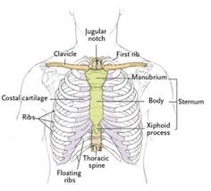 Human rib cage anatomy diagram including anterior and right lateral view all bones surface sternum vertebra vertebral column sternal end cartilage xiphoid process science chest education infographic for medical science education labeled. The Thoracic Spine And Rib Cage Yogabody Anatomy Kinesiology And Asana
