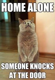 Home Alone Funny Cat Photos Funny Animal Pictures Bones Funny