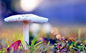 Maybe you would like to learn more about one of these? 35 Hd Nature Wallpapers For Laptop