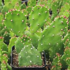 Image result for Opuntia