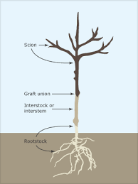 Grafting is a horticultural practice in which a branch or bud of one plant is attached to another plant. Deciduous Tree Grafting Cherry Trees The Cherry Is A Popular Stone Fruit In The Genus Prunus Which Contains Many Other Popular Trees Like Plums Cherries Peaches Nectarines Apricots And Almonds Cherry Trees Grown For Fruit Produce Either Tart Cherries