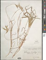 Image result for Andropogon amethystinus
