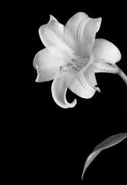 Foto in bianco e nero: Pin Su Flowers In Black Back