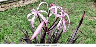 Image result for Crinum aurantiacum
