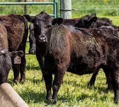 The challenges of preventing bovine tuberculosis bovine tuberculosis destroys livelihoods and is hampering efforts to achieve the end tb strategy goal of tuberculosis elimination by 2030. Bovine Tuberculosis Found In Large Northern Michigan Cattle Herd Mlive Com
