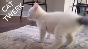 Cat Twerking - YouTube