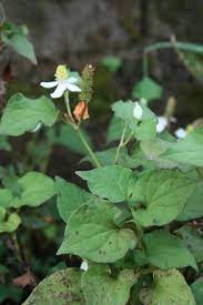 พลูคาว.คาวตอง.พลูคาว หรือ คาวตอง ผักพื้นบ้านทางภาคเหนือและภาคอีสาน หลายคนถ้าเคยได้สัมผัส อาจจะรู้สึกไม่ชอบเจ้าต้นนี้เลยก็ได้ เพราะว่ามี. à¸ªà¸¡ à¸™à¹„à¸žà¸£à¸™ à¸²à¸£ à¸­à¸  à¸¢à¸  à¹€à¸šà¸¨à¸£ à¸žà¸¥ à¸„à¸²à¸§ à¸œ à¸à¹€à¸› à¸™à¸¢à¸² à¸£ à¸à¸©à¸²à¹‚à¸£à¸„à¸œ à¸§à¸«à¸™ à¸‡ à¸• à¸²à¸™à¸¡à¸°à¹€à¸£ à¸‡ Thailand Plus Online