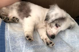 We also have a variety of colors such as red, black and tan, chocolate and tan, and cream. Our New 10 Week Old Long Haired Dachshund Puppy Cali Very Nice Colours And Bright Blue Eyes She Melted Our Hearts At First Sight Dachshund