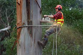 Jere39 your idea is about the best option,tractor holic i would like to try that cutter.not sure how well it would work in tight choosing wisely to make my trips in may before the major hatches. Arborist Wikipedia