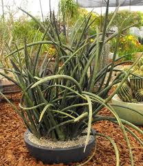 Sansevieria Erfolgreich Pflegen Pflanzenfreunde Com