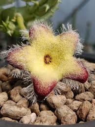 Image result for Tridentea marientalensis