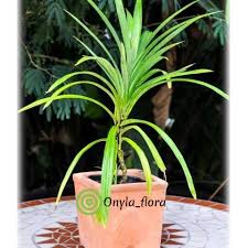 Banyak orang yang gagal bukan karena cara. Tanaman Pandan Wangi Hias Indoor Shopee Indonesia