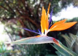 Strelitzia Bird Of Paradise Flower Water Wise Landscaping Birds Of Paradise Flower Landscape Design