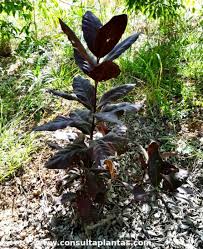 Image result for Acokanthera schimperi