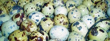 Oul de prepelita nu contine cholesterol (contine doar colesterol bun). Beneficii Oua De Prepelita Prepelite Mehedinti