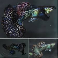 Types Of Guppies Guppies Are A Very Easy To Breed Fish Species They Also Adapt Quickly To Their Environment And Th Guppy Fish Guppy Freshwater Aquarium Fish