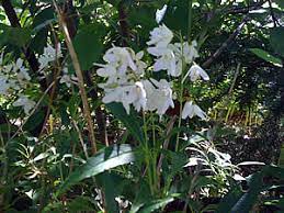 Shade flowers perennial shade garden plants garden shrubs flowers perennials planting 17 perennial flowers that love shade | shifting roots. Types Of Shade In The Garden Landscape