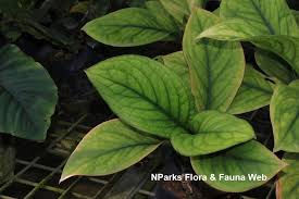 Image result for Culcasia falcifolia