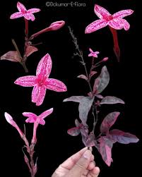 Image result for Physotrichia atropurpurea