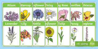 We did not find results for: Flower Identification Display Posters Identify Plants Ks1