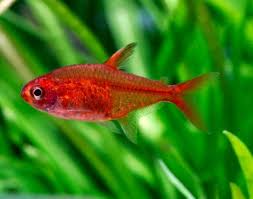 4eb3e5ad0a820 Jpg Tetra Fish Fresh Water Fish Tank Aquarium Fish