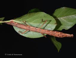 Image result for Gyrodoma hispida