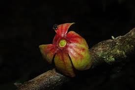 Image result for isolona lebrunii