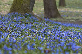 Coriacea blume, angustisepala schlechter ex c. Blaustern Scilla Spec Aus Pflanzen P12932 Blaustern Pflanzen Pflanzzeit