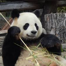 teddy auf instagram wir waren im zoo und haben uns diesen riesenteddy angesehen er ist aber schwarz weiss sowas hab ich noch ni panda bear animals panda