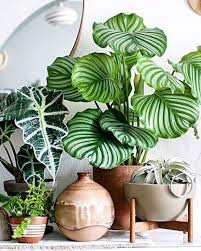 Summer Style Modern Contemporary And Green Large Leaf Plants With Modern Plant Stand In 2020 Large Leaf Plants Plant Decor Indoor Plants