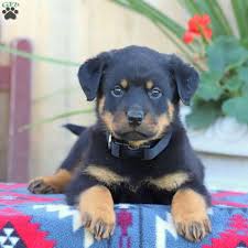 We aim for the top of the family bloodlines which have produced the highest quality puppies. Rocky Rottweiler Puppy For Sale In Pennsylvania