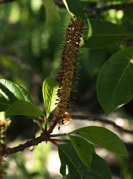 Image result for Hymenodictyon