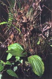 Image result for Liparis nervosa