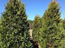 Dark American Arborvitae Up To 11 Feet Tall Instant Privacy Hedge Trees Arborvitae Privacy Hedge