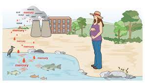 So, how do we get mercury in water? Mercury Poisoning And Pollution Moms Clean Air Force
