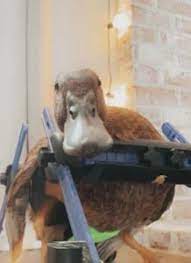 Caring For A Sick Pet Chicken Or Duck Bird Mobility Illness