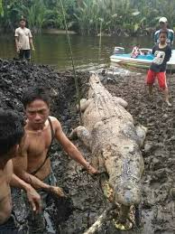 Adakah ini buaya yang terbesar? Kalimantan Keturunan Bujang Senang Kamek Miak Sarawak Facebook