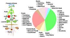 Veggieschool Robbinsfarmgarden Org Parts Of A Plant Plant Science Plants