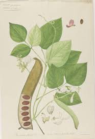 Image result for Canavalia gladiata