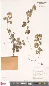 Image result for Haumaniastrum caeruleum