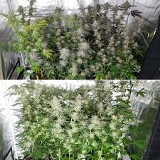 The zippers tend to be the main concern with the. Lec Vs Led Grow Lights Side By Side Cannabis Grow Journal Grow Weed Easy