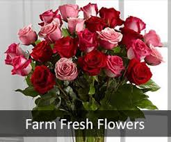 Maybe you would like to learn more about one of these? Contact Your Local Florist William S Flowers